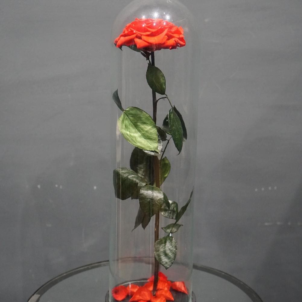 Роза в колбе "Гигант Красная" (d - 12 см)