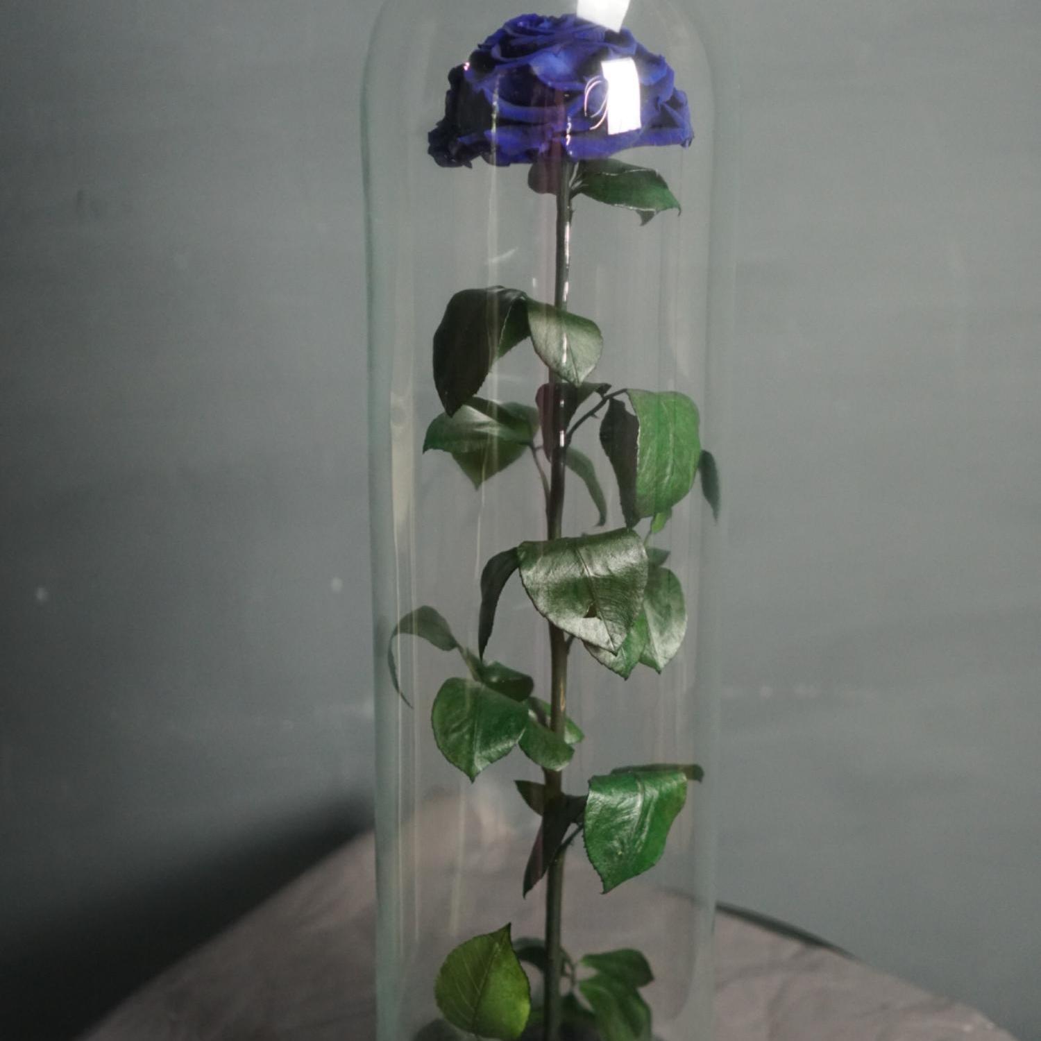 Роза в колбе "Гигант Синяя" (d - 12 см)