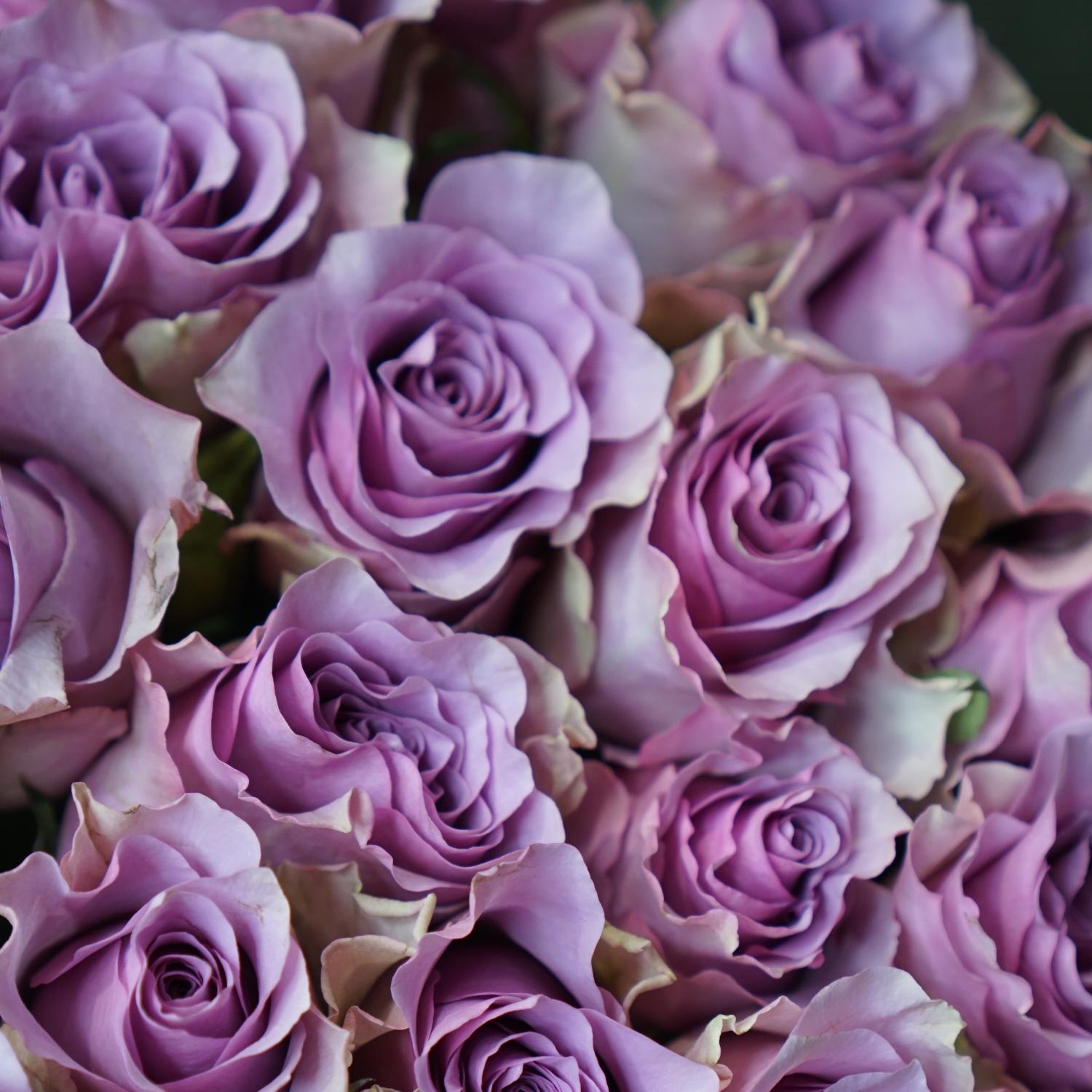 Найтингейл роза фото доставка цветов в щучье курганской области