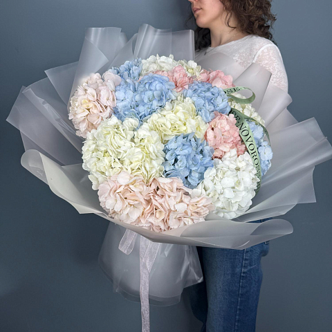 Гортензия "Микс" (Колумбия) 15 шт